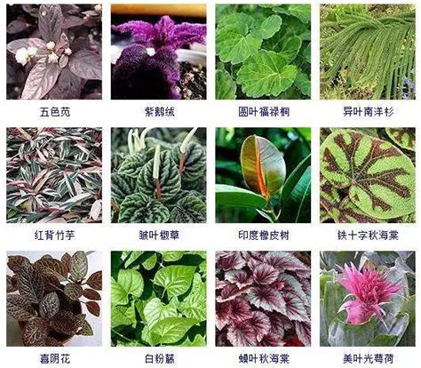 发财树种类|100种观叶植物 